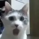 Կպչուն պիտակ