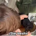 Samolepka