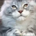 Կպչուն պիտակ