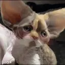 Կպչուն պիտակ