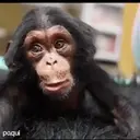 Կպչուն պիտակ