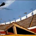 Կպչուն պիտակ