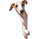 স্টিকার