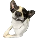 Figurinha