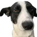 Figurinha