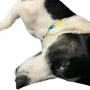 Figurinha