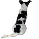 Figurinha