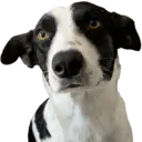 Figurinha