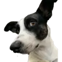 Figurinha
