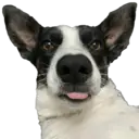 Figurinha