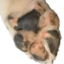 Figurinha