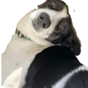 Figurinha