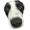 Figurinha