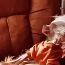 Figurinha