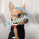 Samolepka