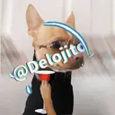 Samolepka