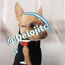 Samolepka