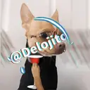 Samolepka