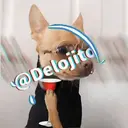 Samolepka