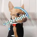 Samolepka