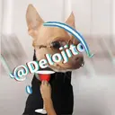 Samolepka