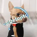 Samolepka