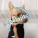 Samolepka