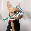 Samolepka