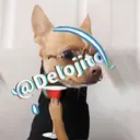 Samolepka