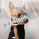 Samolepka