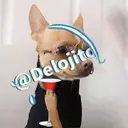 Samolepka