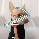 Samolepka
