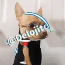Samolepka