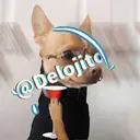 Samolepka