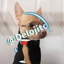 Samolepka