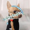 Samolepka