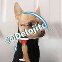 Samolepka
