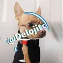Samolepka