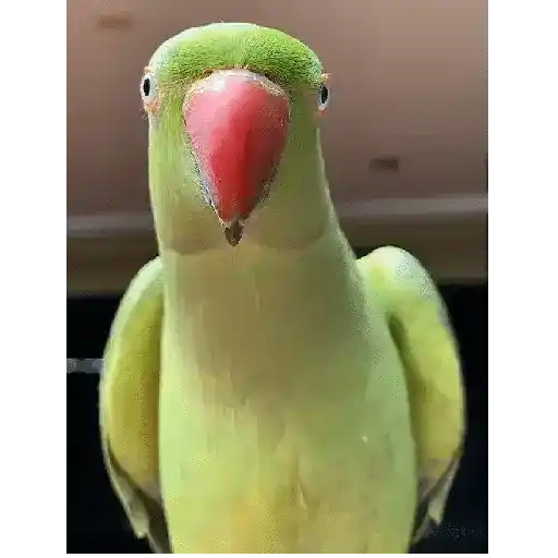 स्टिकर