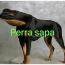 Naljepnica