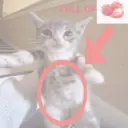Figurinha