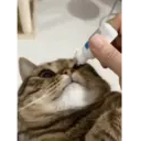 Կպչուն պիտակ