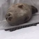 Կպչուն պիտակ