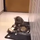 Կպչուն պիտակ