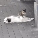 Կպչուն պիտակ