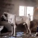 Կպչուն պիտակ