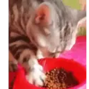 Կպչուն պիտակ