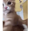 Կպչուն պիտակ