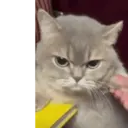 Կպչուն պիտակ