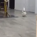 Pelekat